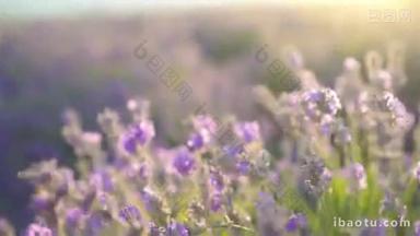 户外紫色薰衣草场的落日